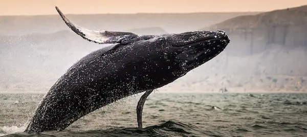 Marine wildlife and ecotourism, whales , organos piura 
