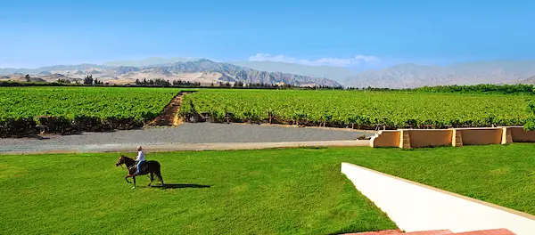 viñedo