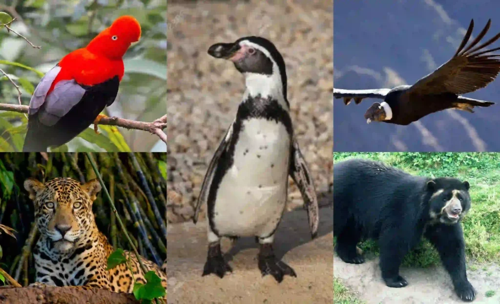National Animals of Peru