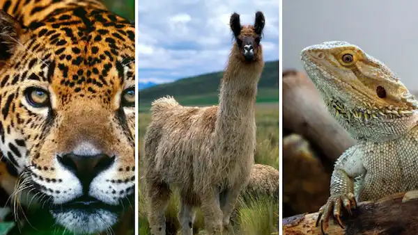 National Animals of Peru You Should Know