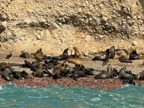 sea lion