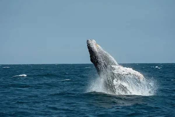 ballenas in mancora