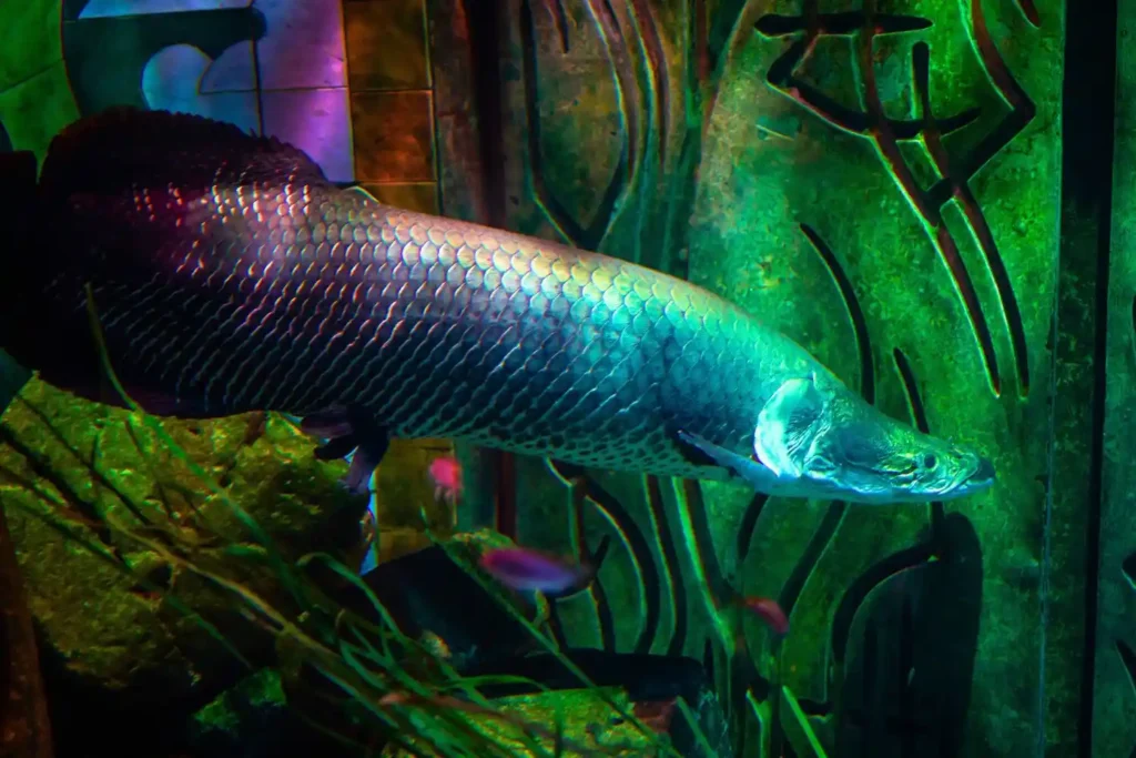 Species of fish in the Amazon River