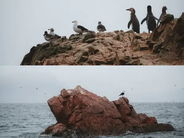 penguins