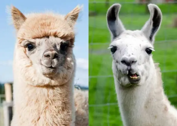 Close up alpaca and llama faces showing unique characteristics in Peru