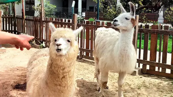 Difference between llama and alpaca in Peru with both animals in Cusco landscape