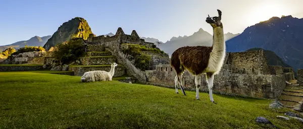 Llama and alpaca in the Andes showing the origin and history in Peru