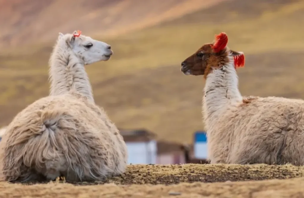 Andean Wildlife