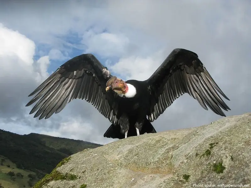 The Andean condor