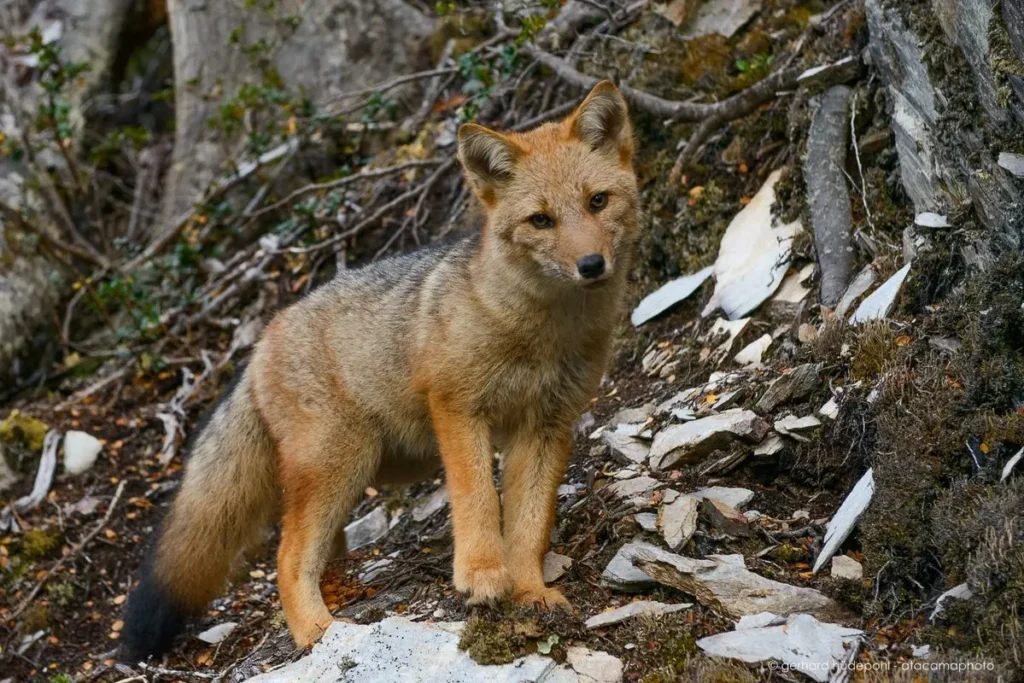 The Andean fox
