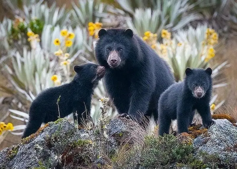 The spectacled bear
