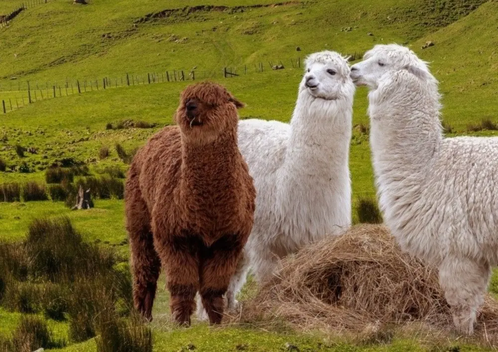 What characterizes Andean wildlife