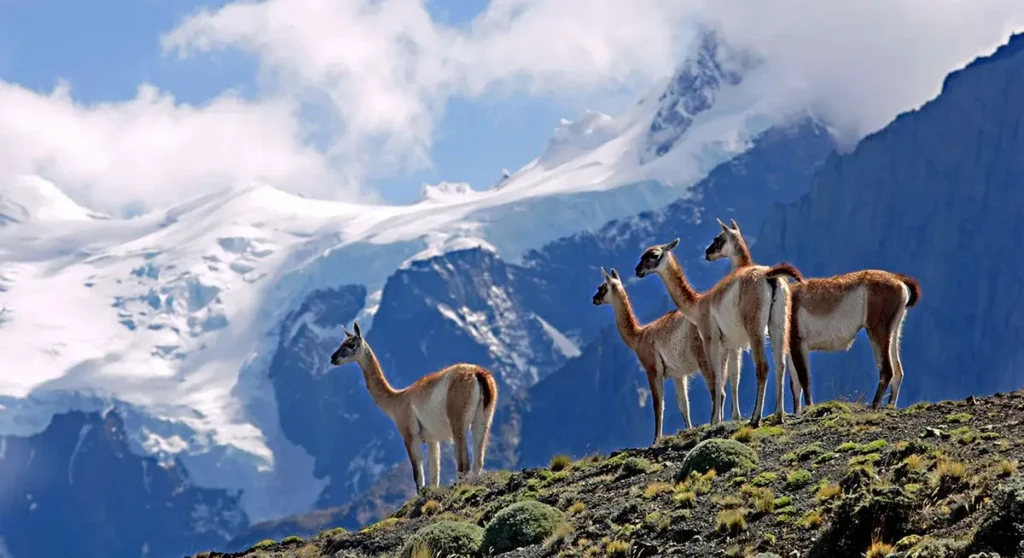 Where to observe Andean wildlife in Peru